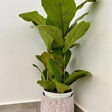 Blue Wave Suites-apartment Agia Anna Naxos *