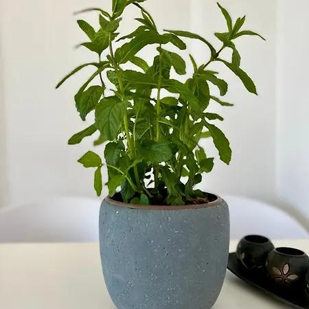 Apartmán Blue Wave Suites-apartment Agia Anna Naxos