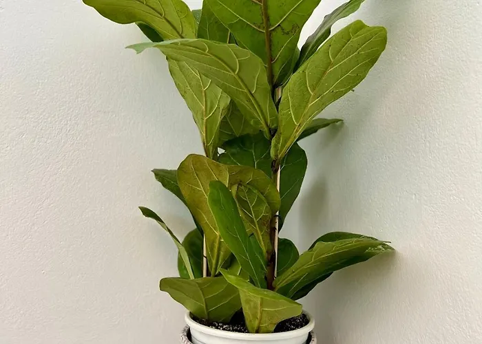 Blue Wave Suites-apartment Agia Anna Naxos *